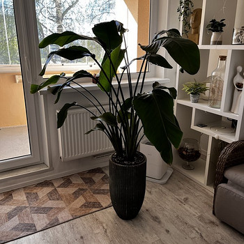 Nicolai streliitsia (Strelitzia nicolai)