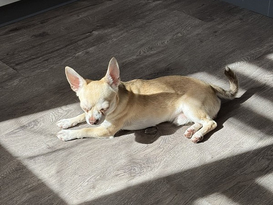Paaritamiseks pakutakse chihuahua isast koera