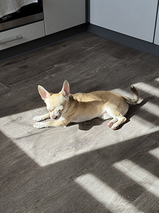 Paaritamiseks pakutakse chihuahua isast koera (1 foto / 4)