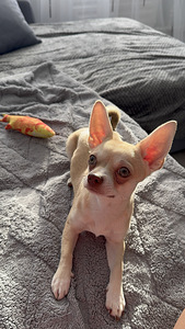 Paaritamiseks pakutakse chihuahua isast koera (2 foto / 4)