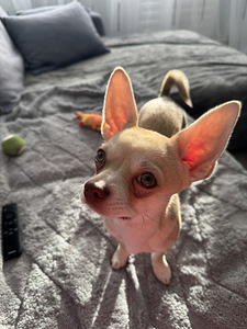 Paaritamiseks pakutakse chihuahua isast koera (3 foto / 4)