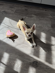 Paaritamiseks pakutakse chihuahua isast koera (4 foto / 4)