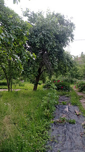 A. H. Tammsaare tn, Jõhvi, Jõhvi vald, Ida-Virumaa (1 foto / 8)