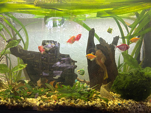 Akvaarium 150 l (2 foto / 7)
