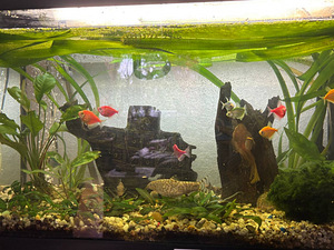 Akvaarium 150 l (3 foto / 7)