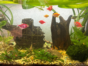 Akvaarium 150 l (7 foto / 7)