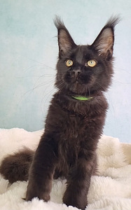 Maine Coon (2 foto / 5)