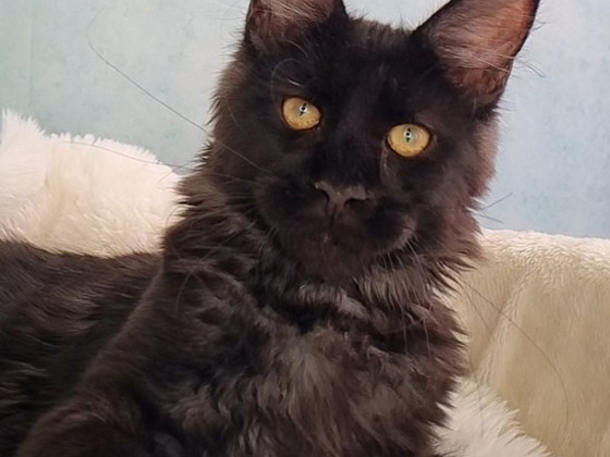 Maine Coon