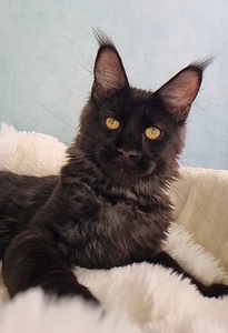 Maine Coon (1 foto / 5)
