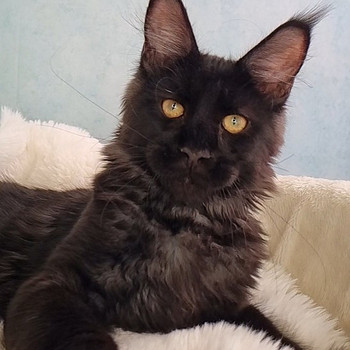 Maine Coon