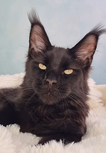 Maine Coon (3 foto / 5)