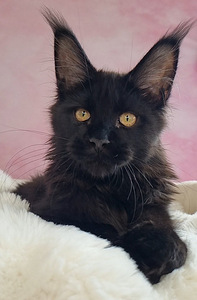 Maine Coon (4 foto / 5)