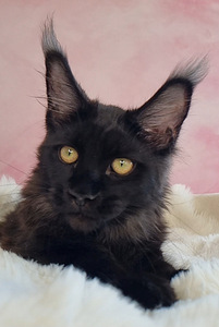 Maine Coon (5 foto / 5)