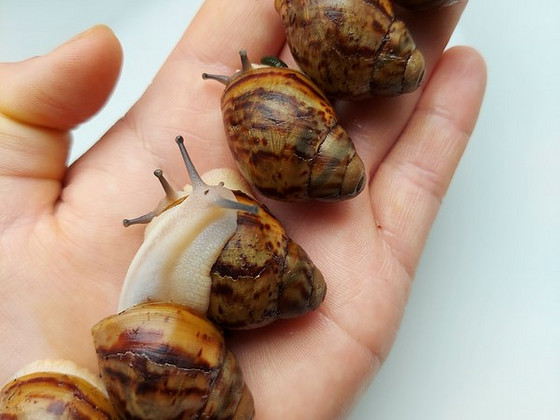 Archachatina marginata ovum acromelanic