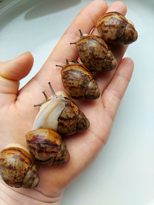 Archachatina marginata ovum acromelanic (1 foto / 3)