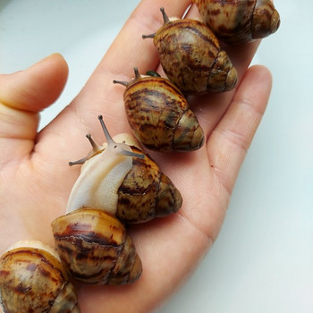 Archachatina marginata ovum acromelanic
