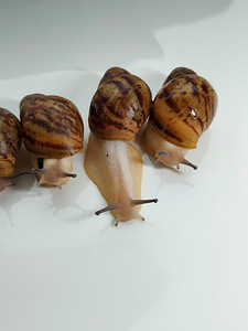 Archachatina marginata ovum acromelanic (2 foto / 3)