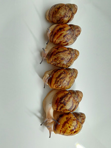 Archachatina marginata ovum acromelanic (3 foto / 3)