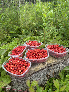 Metsmaasikas (2 foto / 2)