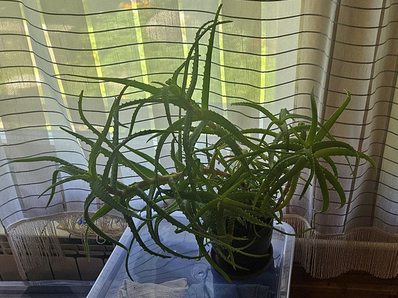 Aloe