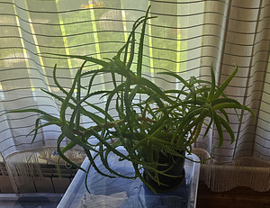 Aloe (1 foto / 1)