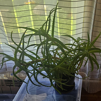 Aloe