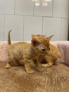 Devon Rex (4 foto / 10)