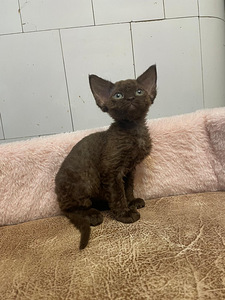 Devon Rex (5 foto / 10)