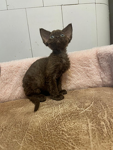 Devon Rex (6 foto / 10)