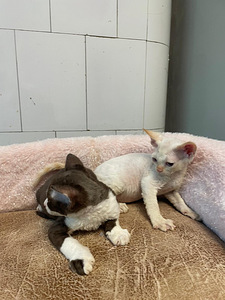 Devon Rex (7 foto / 10)