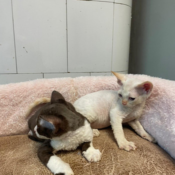Devon Rex