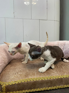 Devon Rex (2 foto / 10)