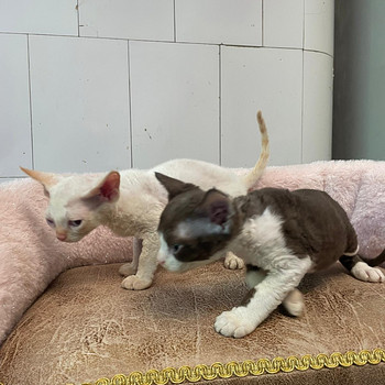 Devon Rex