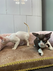 Devon Rex (8 foto / 10)