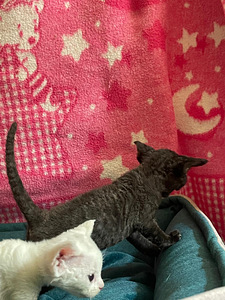 Devon Rex (9 foto / 10)