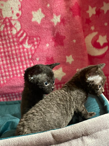 Devon Rex (10 foto / 10)