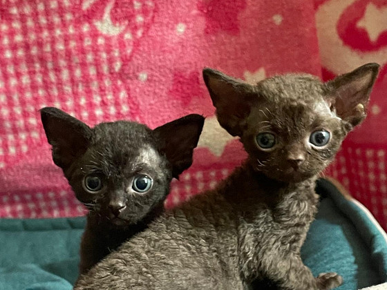 Devon Rex