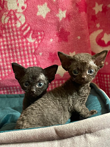 Devon Rex (1 foto / 10)