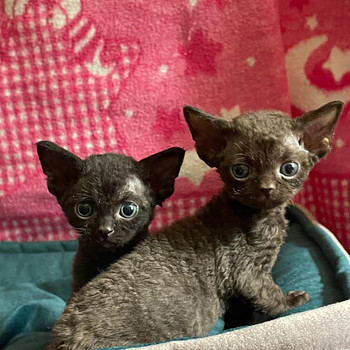 Devon Rex