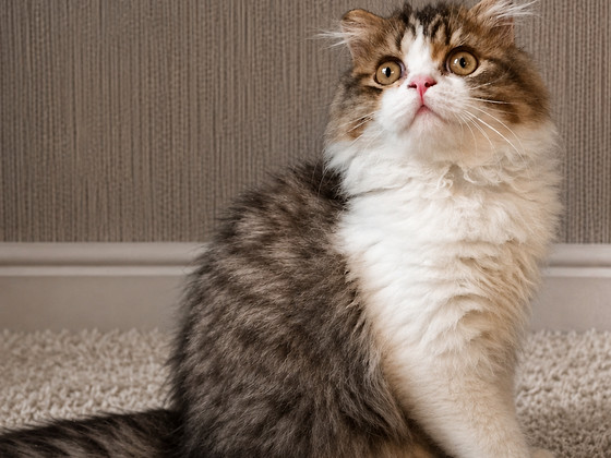 Котята Шотландские
