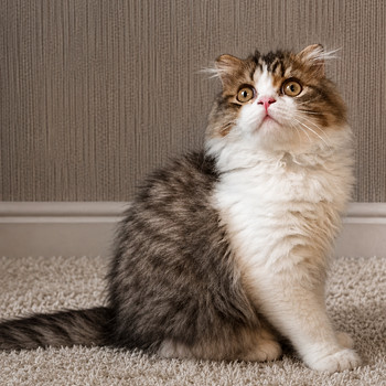 Котята Шотландские