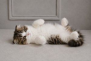Котята Шотландские (2 фото из 7)