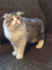 Котята Шотландские (3 фото из 7)