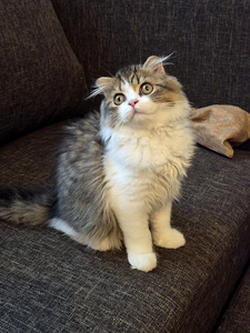 Котята Шотландские (6 фото из 7)