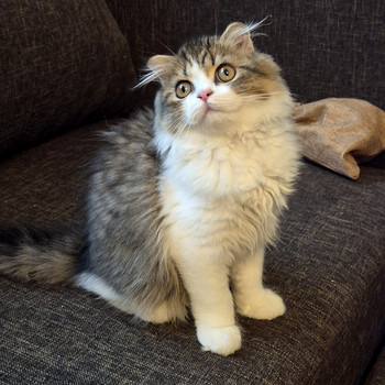 Котята Шотландские
