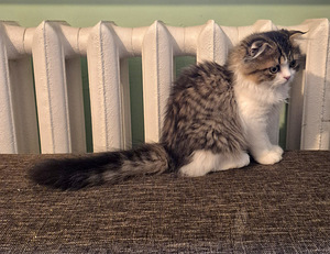 Котята Шотландские (5 фото из 7)