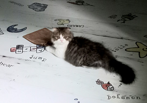 Котята Шотландские (7 фото из 7)