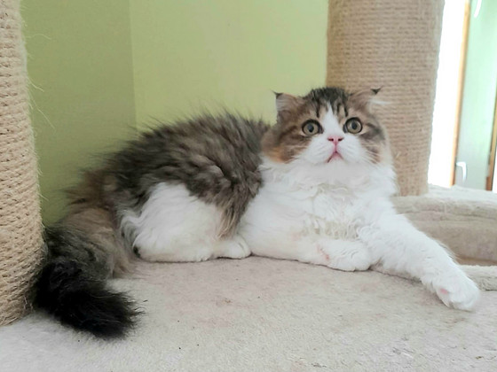 Котята Шотландские