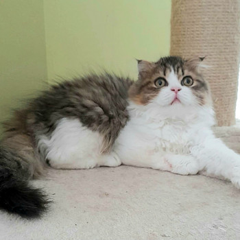 Котята Шотландские