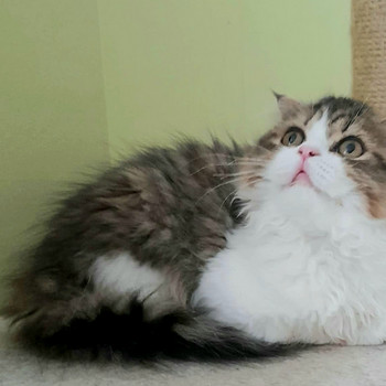 Котята Шотландские